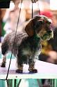 Crufts2011_2 1547